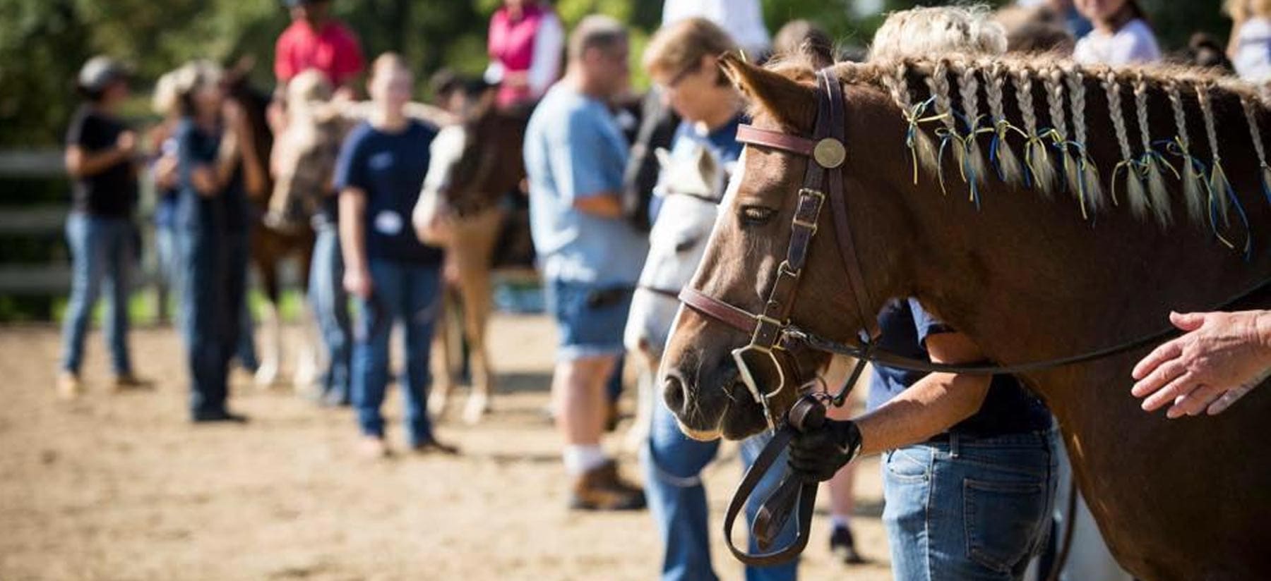 horse close up and group of riders in background