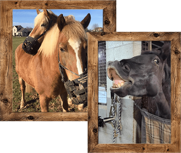 horses in wooden frames