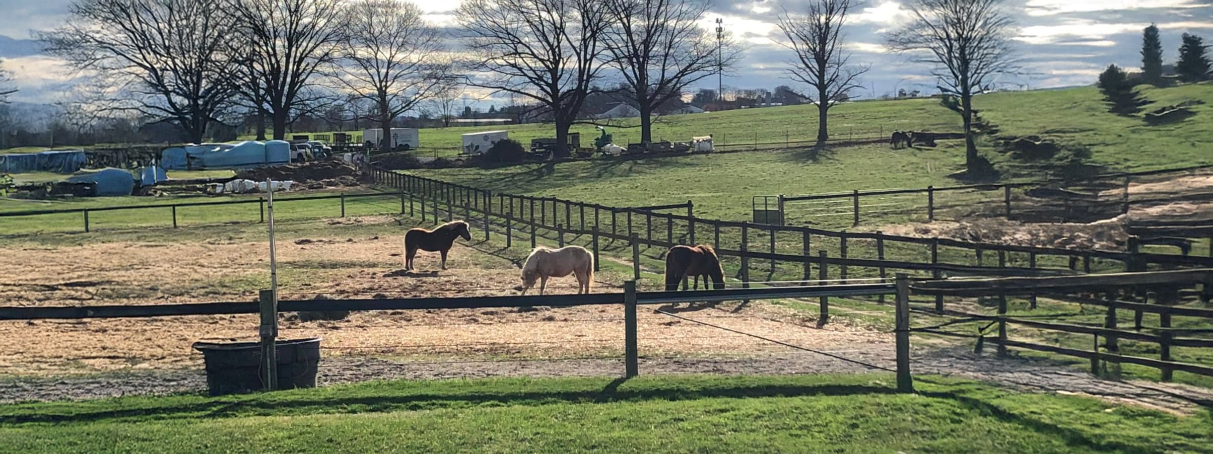 Greystone Manor horses grazing
