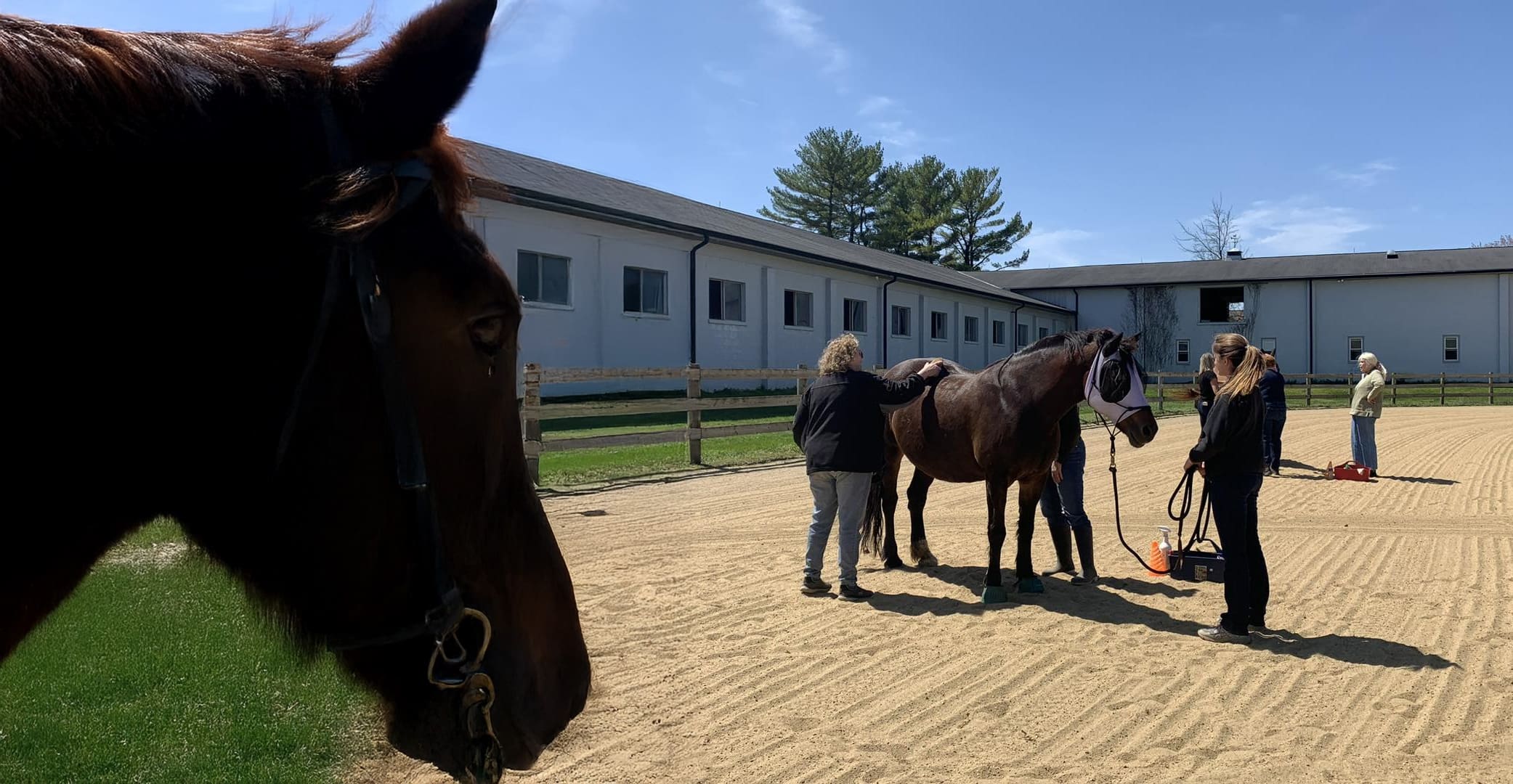 horse and trainers outside