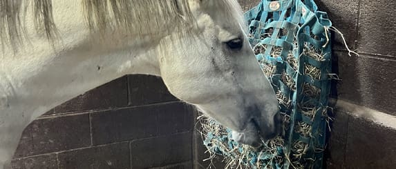 horse-eating-hay