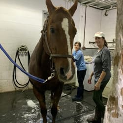 horse being groomed by greyston workers