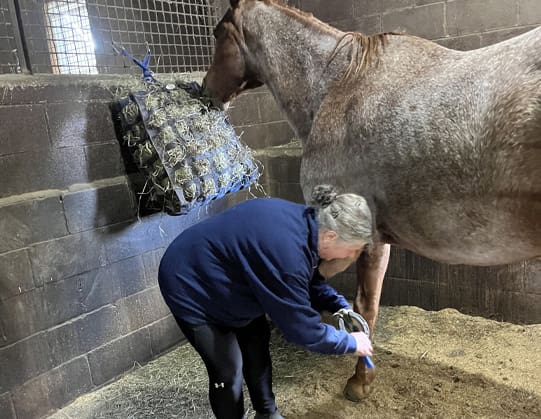 taking-care-of-horse hoof